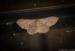 Idaea