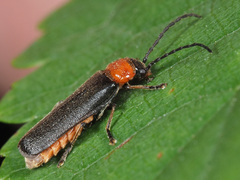 Silis ruficollis