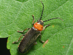 Silis ruficollis