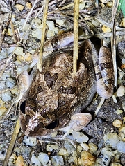 Platyplectrum ornatum