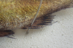 Umbrina canariensis