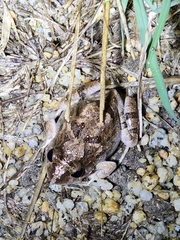 Platyplectrum ornatum