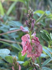 Indigofera hendecaphylla