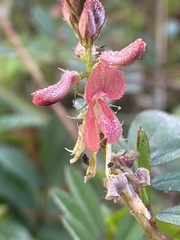 Indigofera hendecaphylla