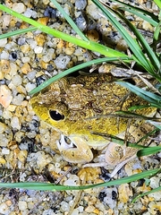 Platyplectrum ornatum