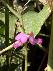 Desmodium scorpiurus