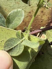 Desmodium scorpiurus