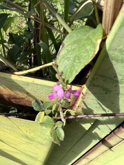 Desmodium scorpiurus