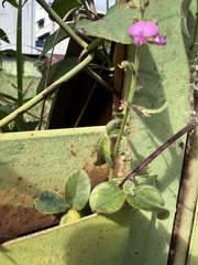 Desmodium scorpiurus