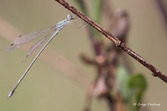 Lestes pallidus