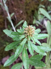 Euchiton