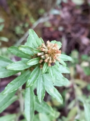 Euchiton