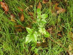 Pleiogynium timoriense