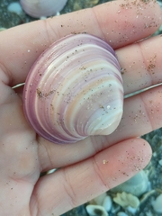 Eucallista purpurata