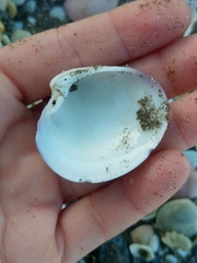 Eucallista purpurata