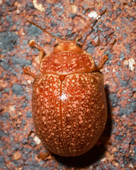 Paropsis variolosa