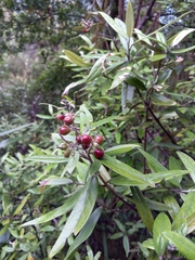 Corokia buddleioides