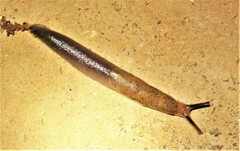 Atoxonoides meridionalis