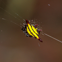 Gasteracantha diadesmia