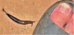Atoxonoides meridionalis