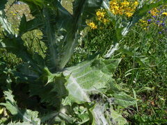 Onopordum tauricum