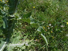 Onopordum tauricum