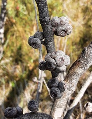 Eucalyptus ligustrina