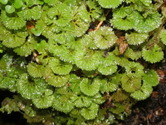 Hymenophyton flabellatum