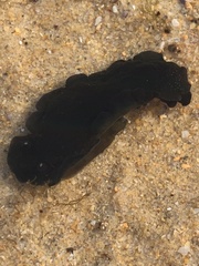 Dendrodoris nigra