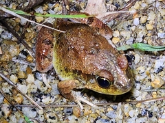 Platyplectrum ornatum