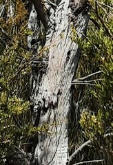 Eucalyptus ligustrina