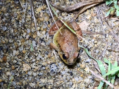 Platyplectrum ornatum