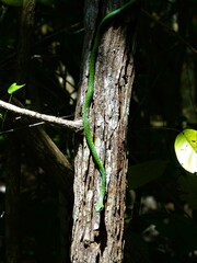 Philothamnus punctatus