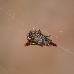 Gasteracantha diadesmia