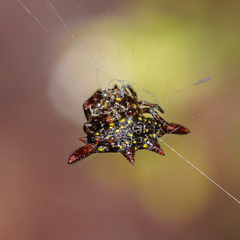 Gasteracantha diadesmia
