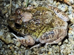 Platyplectrum ornatum