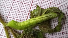 Ctenoplusia limbirena