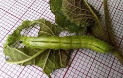 Ctenoplusia limbirena