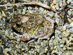 Platyplectrum ornatum