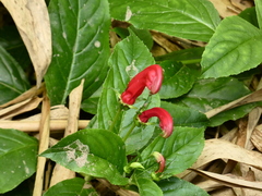 Centropogon cornutus