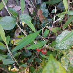 Malpighia glabra
