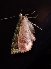 Austrocidaria similata