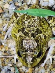 Platyplectrum ornatum