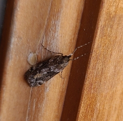 Eudonia submarginalis