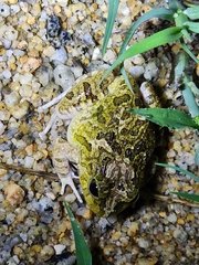 Platyplectrum ornatum