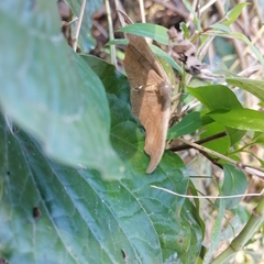 Oxyodes scrobiculata