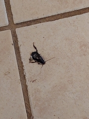 Drymaplaneta semivitta