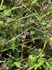 Desmodium scorpiurus
