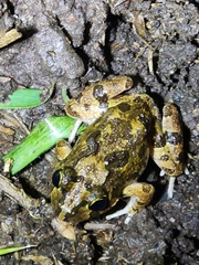 Platyplectrum ornatum