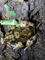 Platyplectrum ornatum